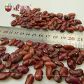 Granos de riñón rojos británicos orgánicos Granos de riñón rojos oscuros Variedad de Shanxi 180-200pcs / 100g